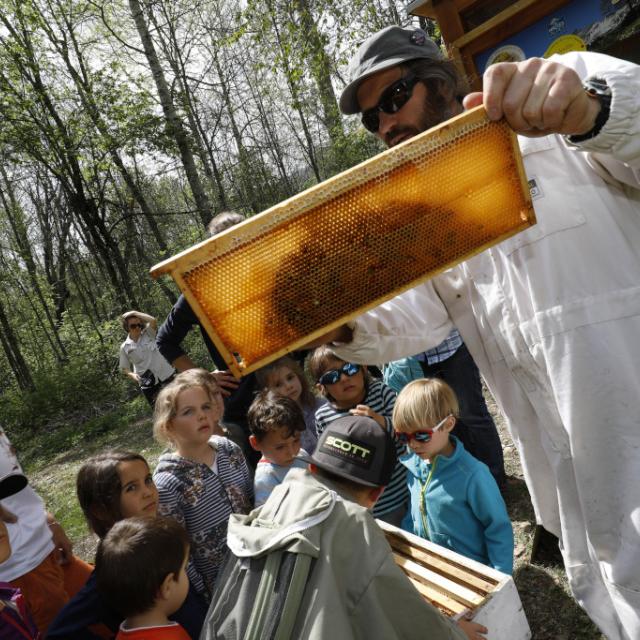  abeille ruche - Ecrins de nature 2019 - Vallouise - photo P.Saulay - Parc national des Ecrins