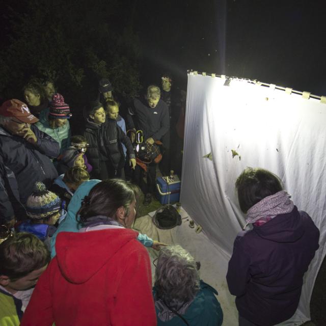 Observations nocturnes à Rama - Ecrins de nature 2019 en Vallouise - © P.Saulay-Parc national des Ecrins