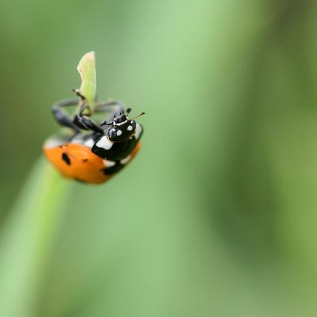 Coccinelle 