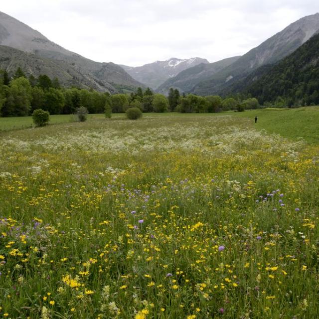 Parcelle Sébastien Seinturier - Ancelle - juin 2019 _ Concours prairies fleuries Champsaur - © D.Vincent - Parc national des Ecrins