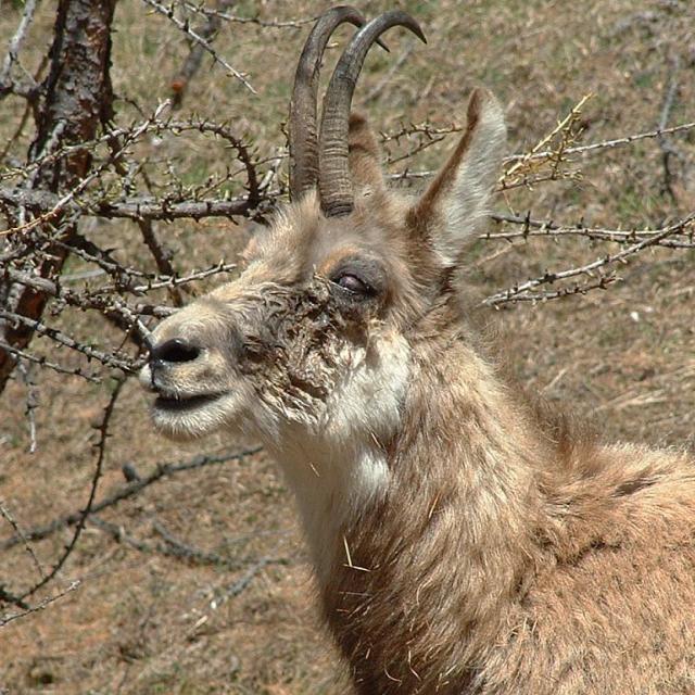 Stage ultime de la kérato-conjonctivite sur un chamois - 2001 - © C.Coursier - Parc national des Écrins- 