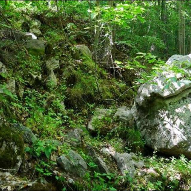 Aperçu de l’habitat de F. interruptus sur la station de Réallon © D. Combrisson - Parc national des Écrins.