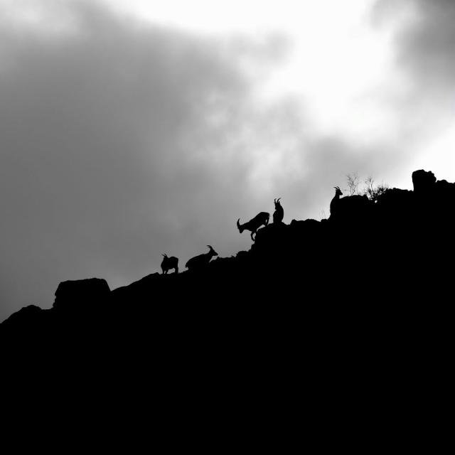 Bouquetins - photo M.Corail - Parc national des Ecrins