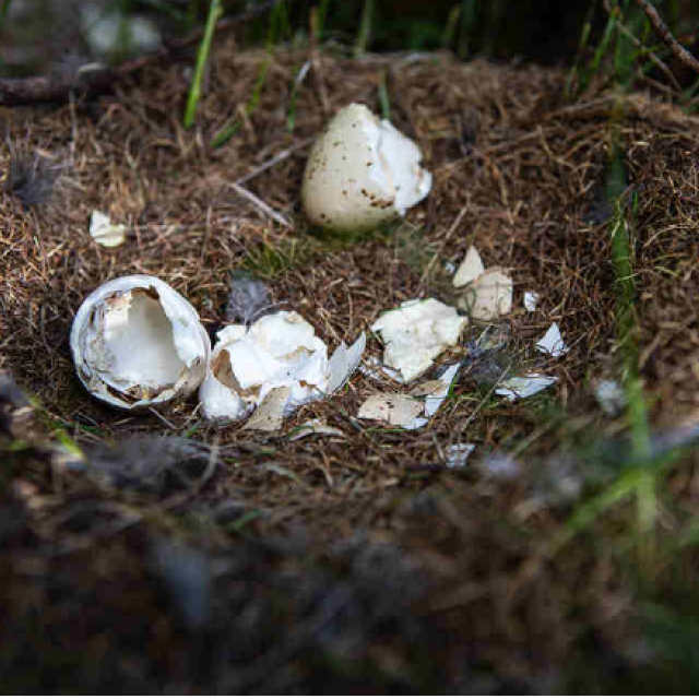 Oeufs, nid Zenette - juin 2020 - apture et équipements tétras lyre - mai 2020 - Fournel - Parc national des Ecrins