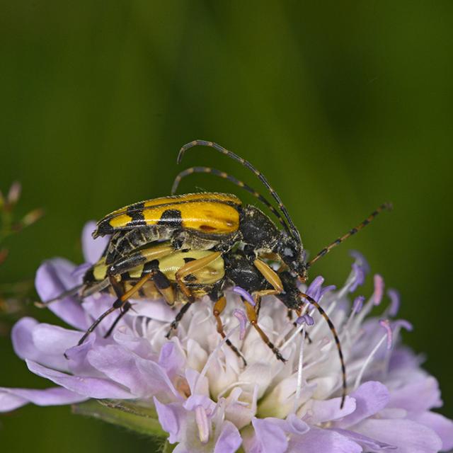 Rutpela maculata - photo Jean Raillot - Grehna