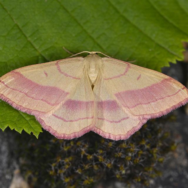 Rhodostrophia vibicaria - photo Jean Raillot - Grehna