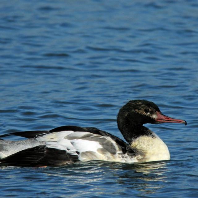 Harle bièvre - © D. Combrisson - PNE