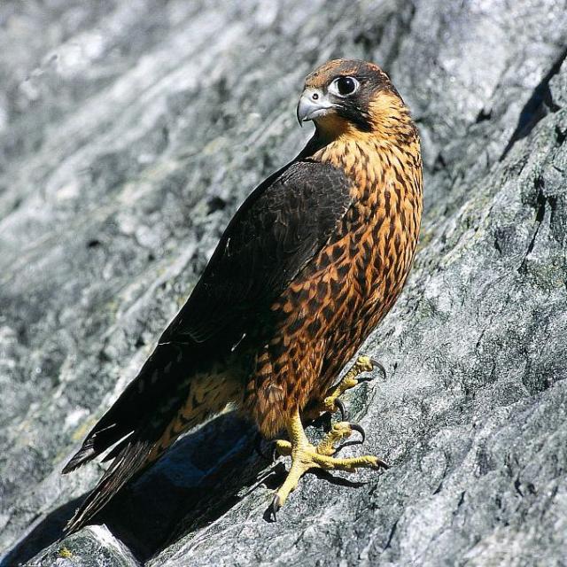 Faucon pèlerin - © D. Fiat - PNE