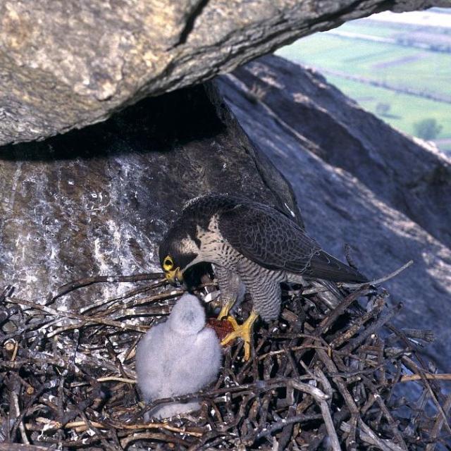 Faucon pèlerin nourrissant son petit - © R. Chevalier - PNE