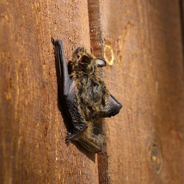 Pipistrelle de Kuhl à Saint-Jean-Saint-Nicolas - © M. Corail - PNE