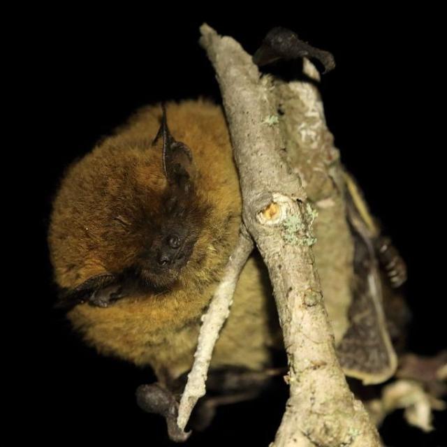 Pipistrelle de Kuhl à Saint-Jean-Saint-Nicolas - © M. Corail - PNE