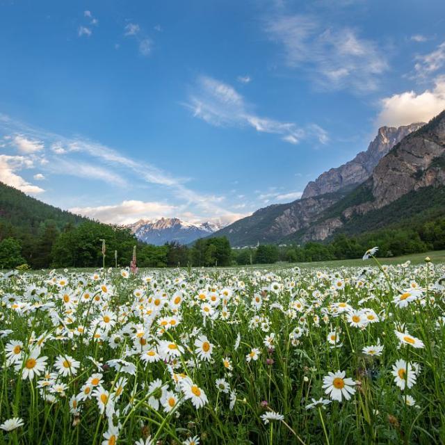 Prairie fleurie aux Vigneaux © T. Maillet - PNE