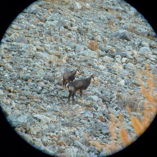 Suivi du chamois © C. Coursier - PNE