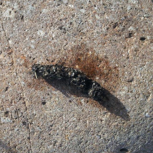 Épreinte de loutre sur la Durance © M. Corail - PNE