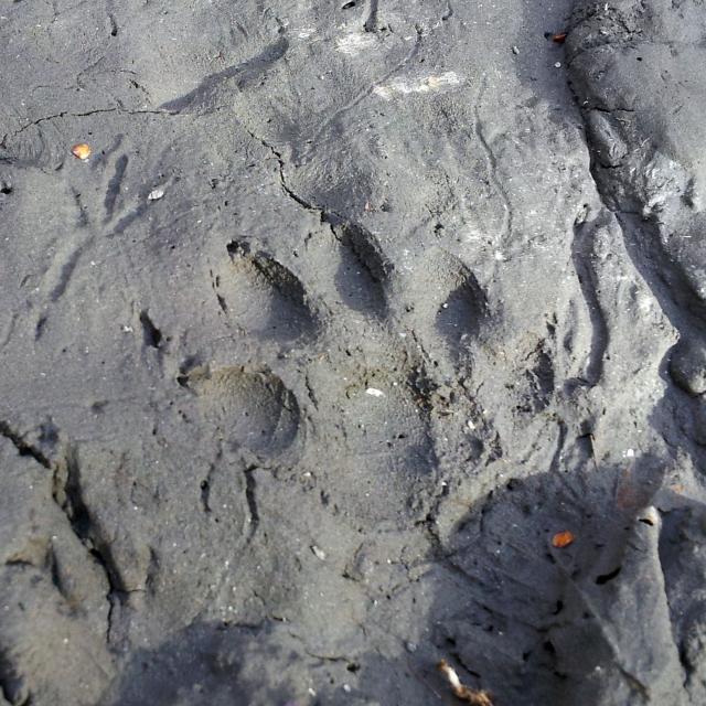 Trace de loutre sur la Durance © M. Corail
