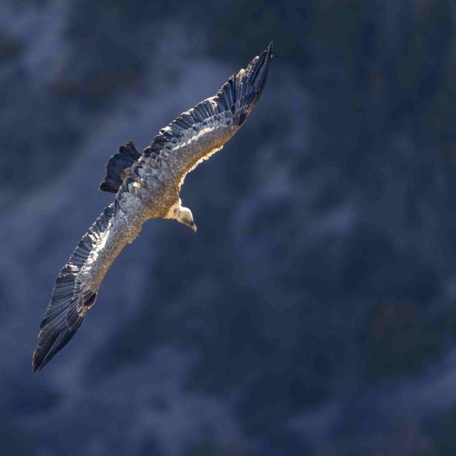Vautour fauve © Pascal Saulay - PNE