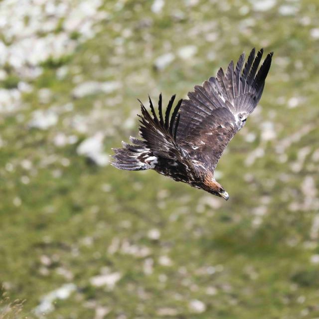 Aigle royal © Pascal Saulay - PNE