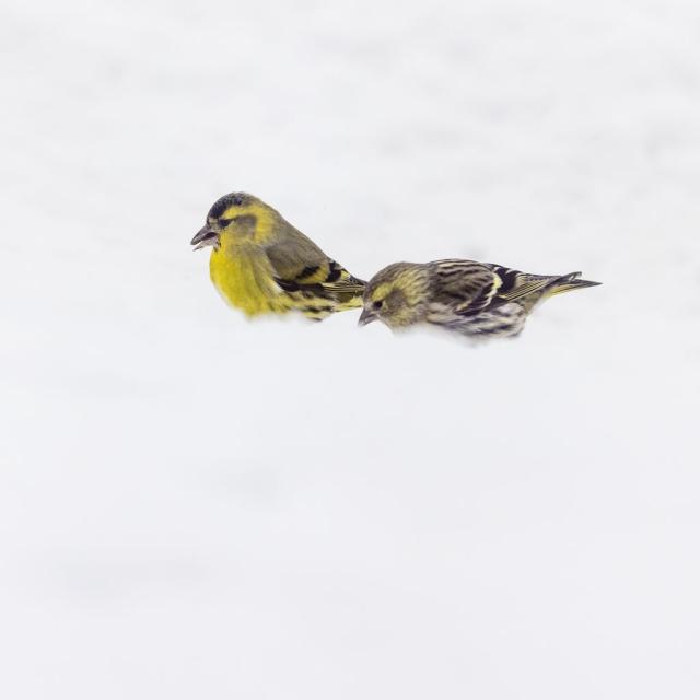 Couple de tarins des aulnes dans la neige © Pascal Saulay - PNE