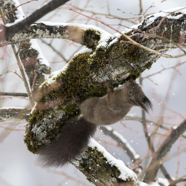 Écureuil roux cherchant à manger sous la neige © Pascal Saulay - PNE
