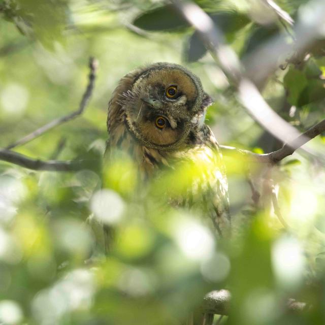 Hibou moyen-duc © Pascal Saulay - PNE