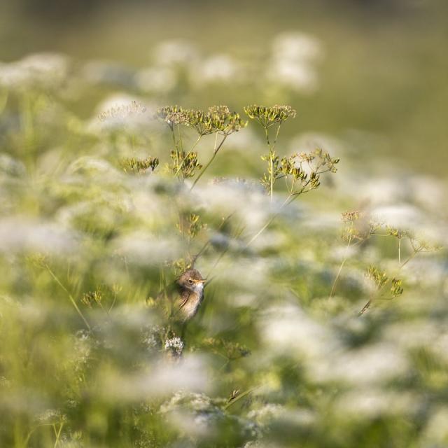 Rousserolle verderolle © Pascal Saulay - PNE