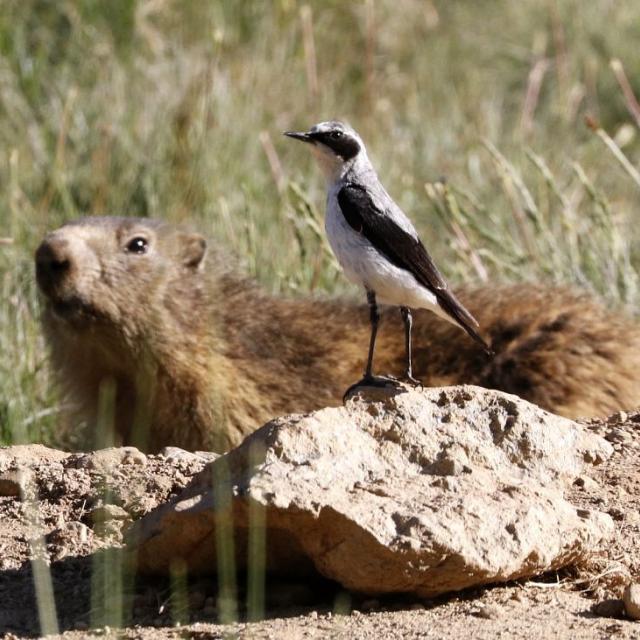 Les marmottes et les passereaux sont particulièrement sensibles au dérangement par les chiens - C. Coursier (C) Parc national des Ecrins