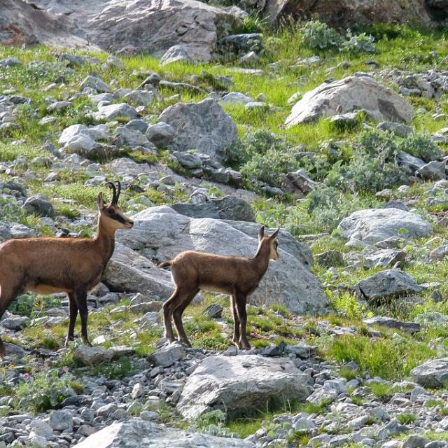 Chamois femelle et son cabri - M. Coulon (C) Parc national des Ecrins