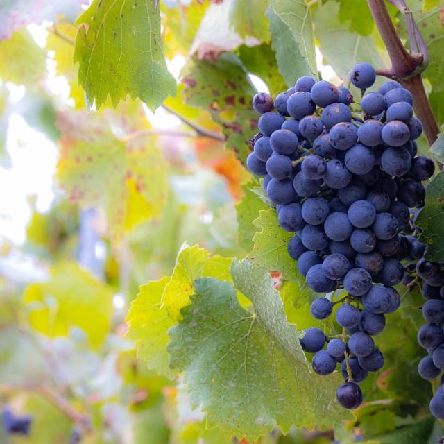Domaine Montguillaume - Bertrand Bodin - Parc national des Ecrins