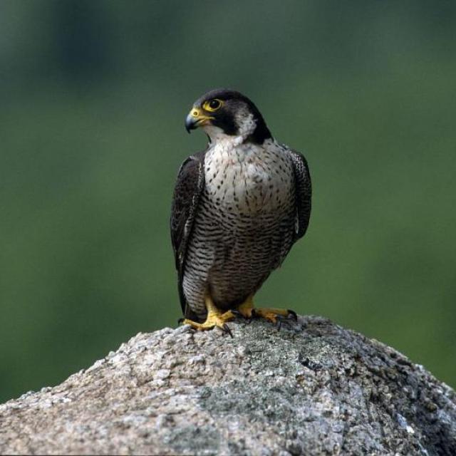 Faucon pèlerin © R.Chevalier -Parc national des Écrins