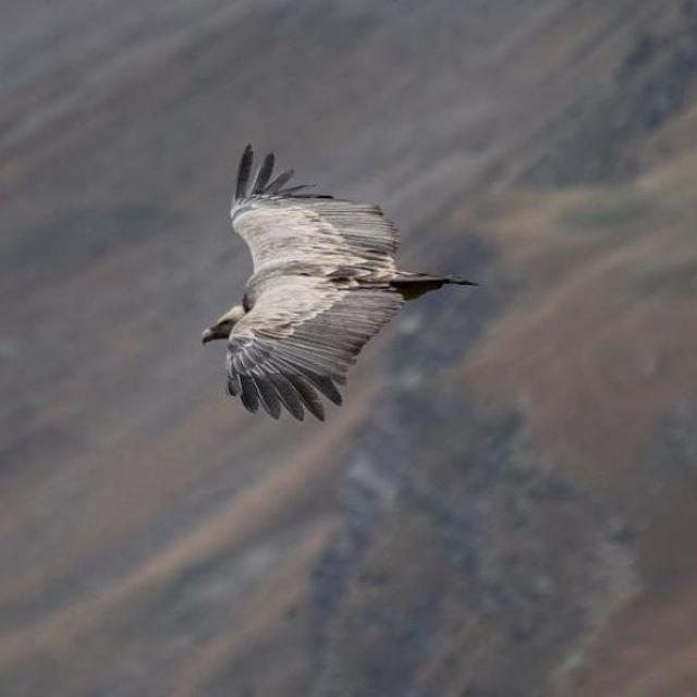 Vautour © Parc national des Écrins
