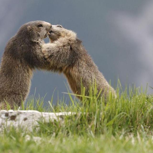 Les marmottes du grand rocher