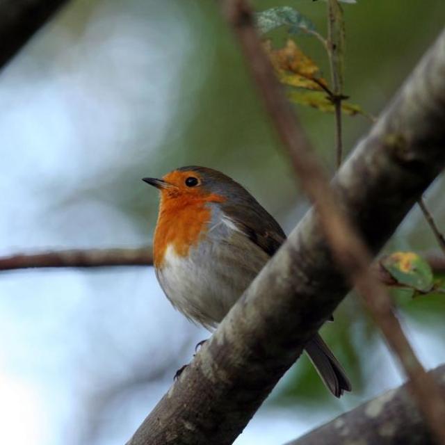 033205_HD ROUGE GORGE ANIM NATURALISTE VILLARD NOTRE DAME