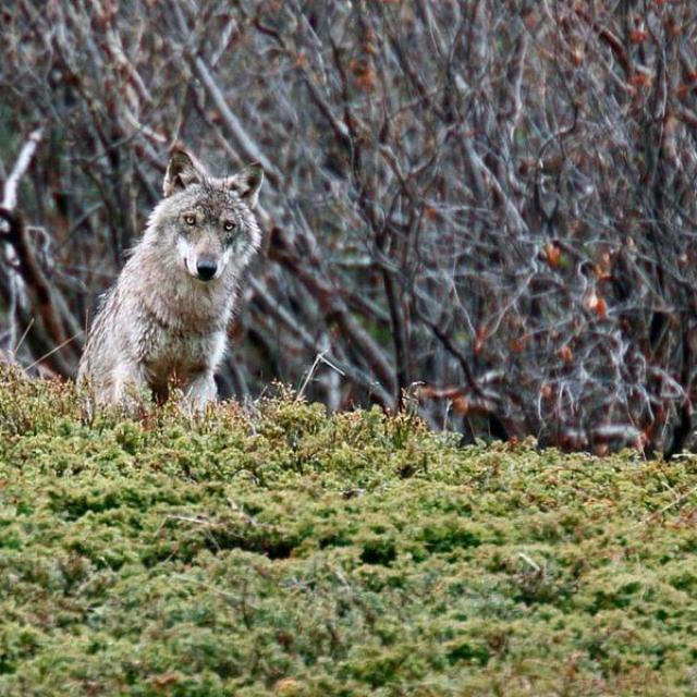 097541 ANIM LOUP