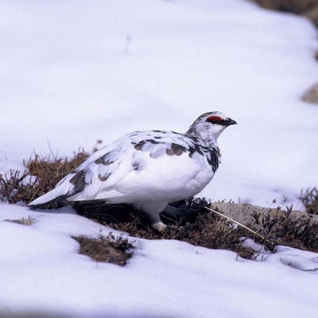 lagopède mâle lagopède mâle