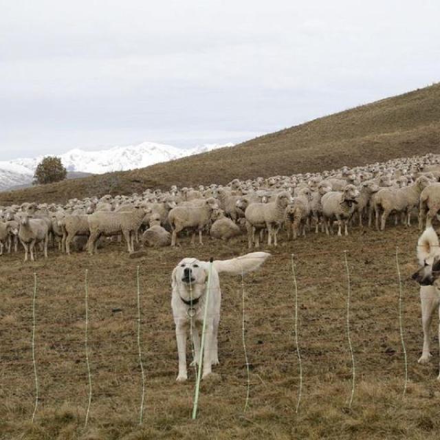 Patou et berger d'anatolie