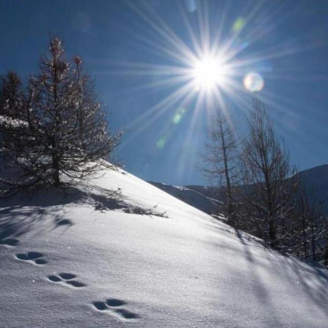 traces dans la neige