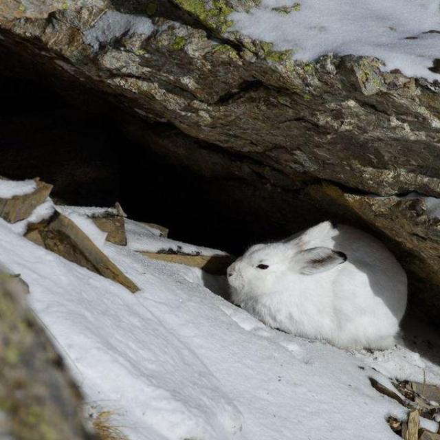 cache d'un lièvre variable