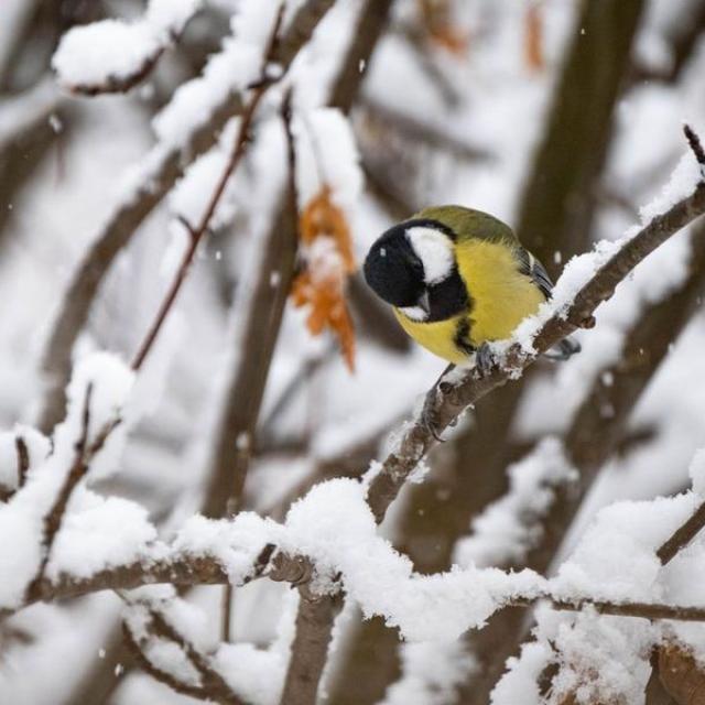 115787e_HD 115787e_HD