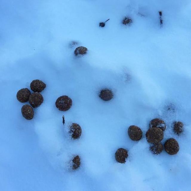 crote jeu qui est passé par ici crote jeu qui est passé par ici