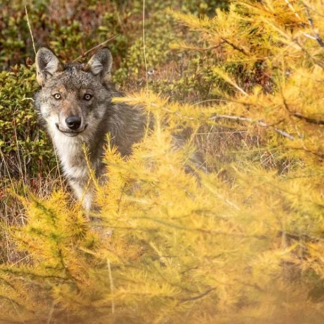 097549_hd-gyh47kwawyih 097549_hd-gyh47kwawyih