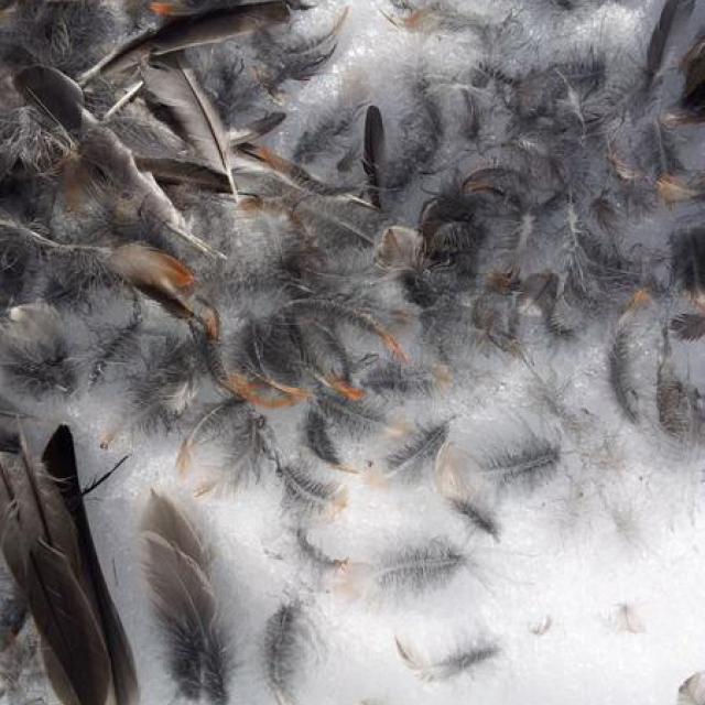 plume jeu qui est passé par ici