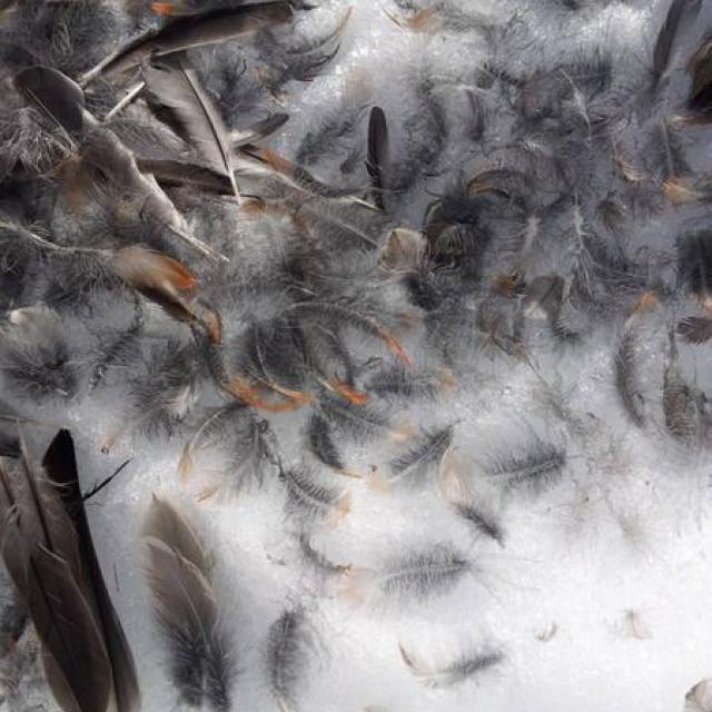 plume jeu qui est passé par ici