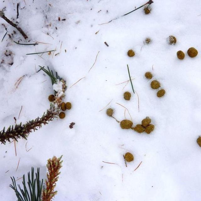 traces et ind crottes lièvre