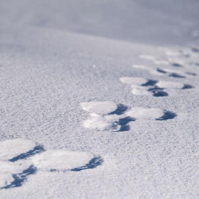 Traces lièvre neige