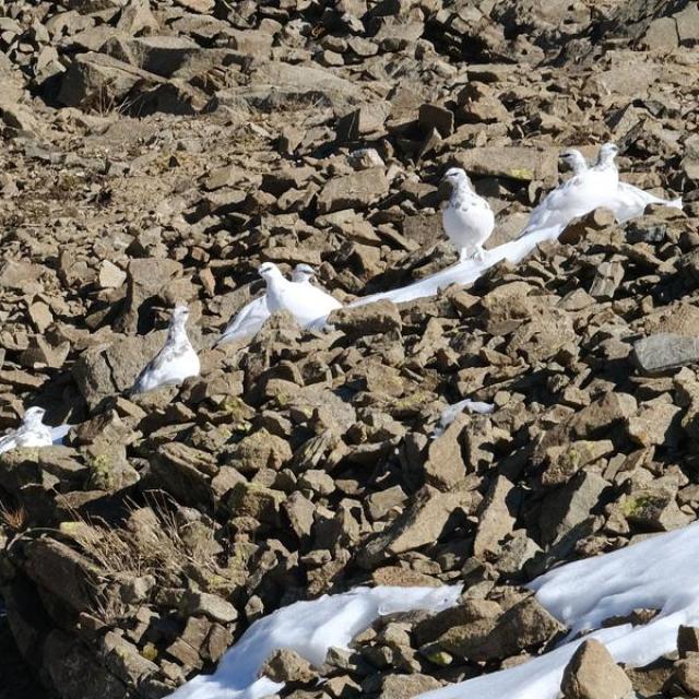 gpe sur névé D VINCENT