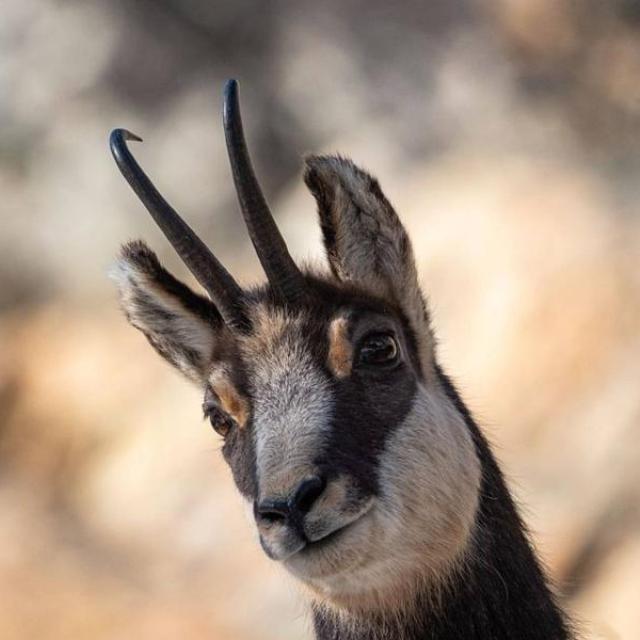 Chamois