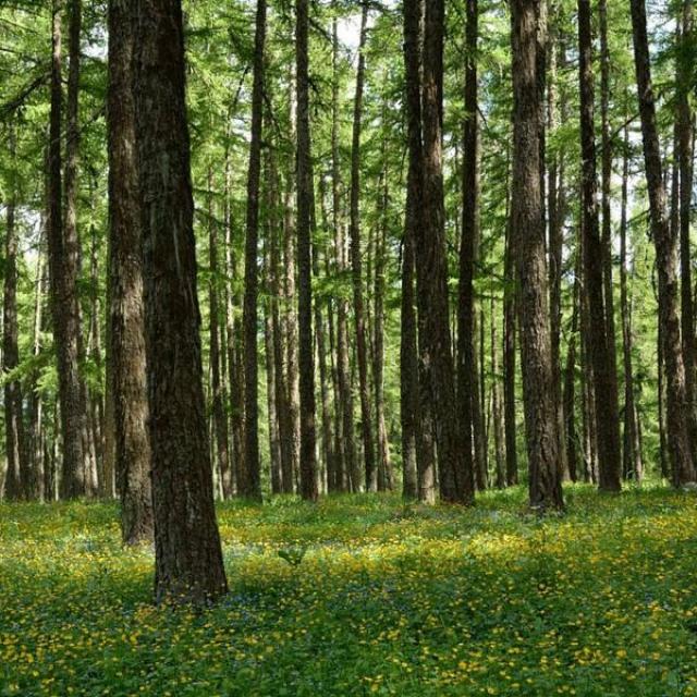 Sous bois fleuri