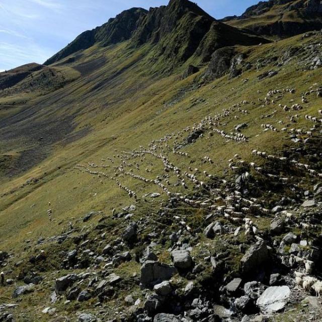 Alpage du Vallon- Réallon