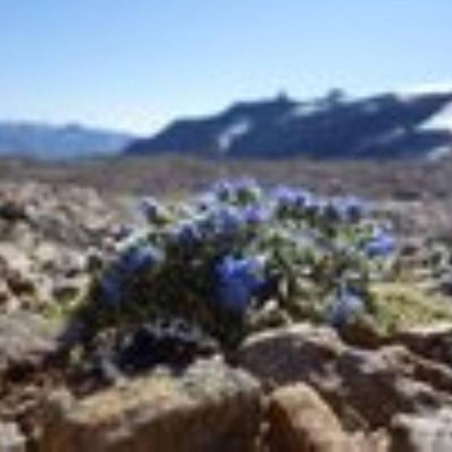 fleurs hte altitude fleurs hte altitude