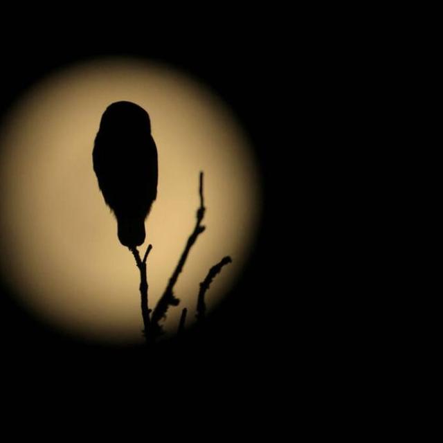 Chouette de nuit Chouette de nuit